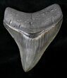 Collector Quality Megalodon Tooth - Georgia #19504-1